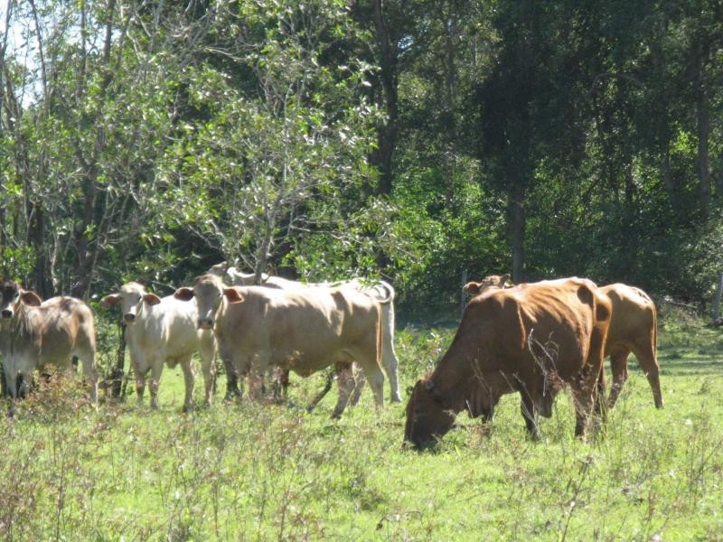 Lowmead QLD 4676