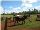 Apple Tree Creek QLD 4660