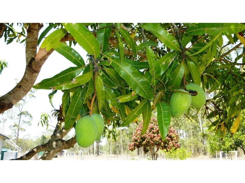 52 Rounds Road, Bucca QLD 4670