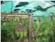 Bucca QLD 4670