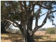 Mount Perry QLD 4671