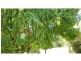 Alloway QLD 4670