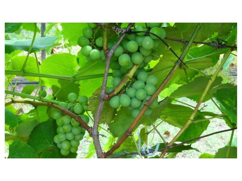 Welcome Creek QLD 4670