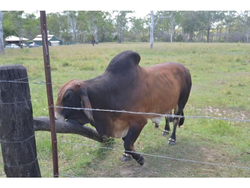 78 Bishop Drive, Bucca QLD 4670