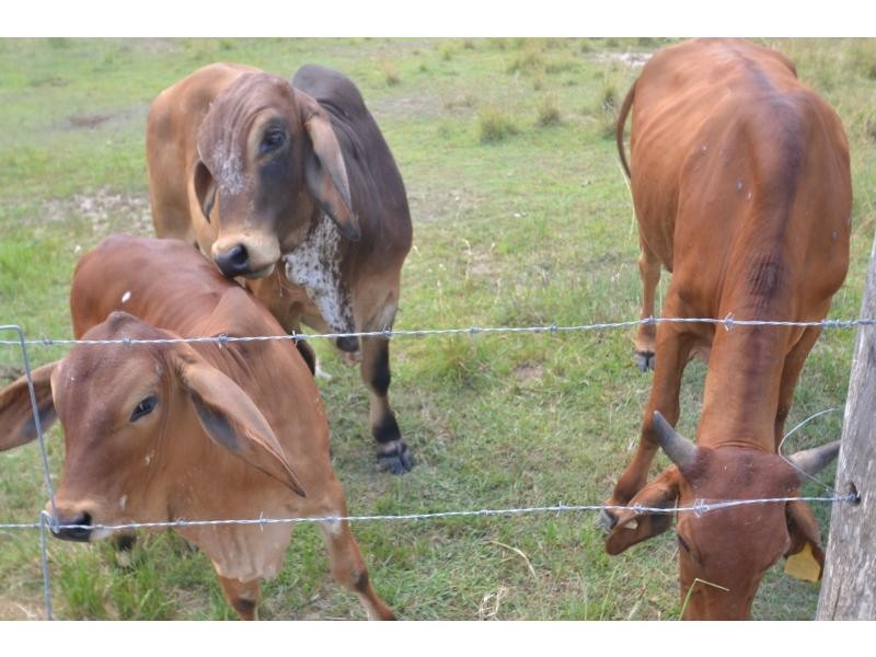 78 Bishop Drive, Bucca QLD 4670