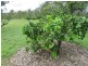 Goodwood QLD 4660