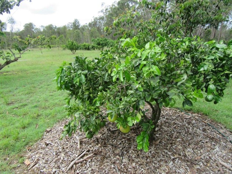 Goodwood QLD 4660