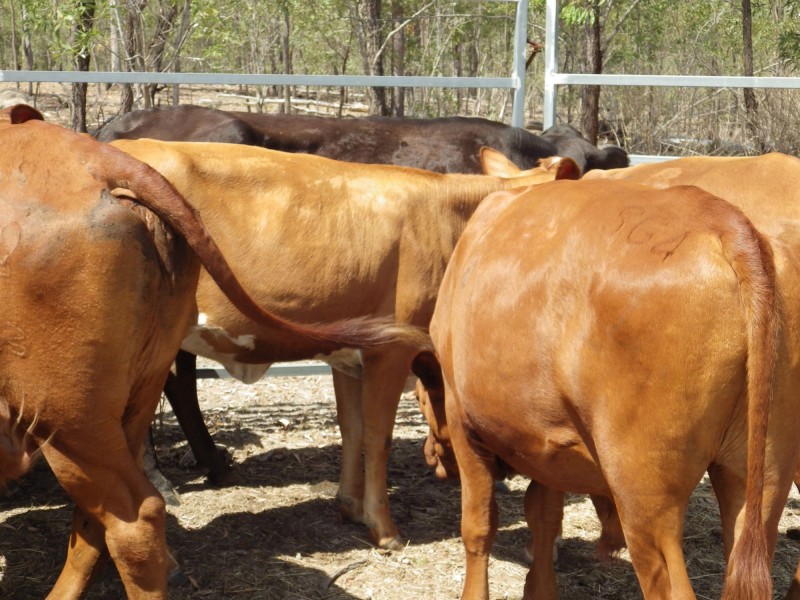 Mount Perry QLD 4671