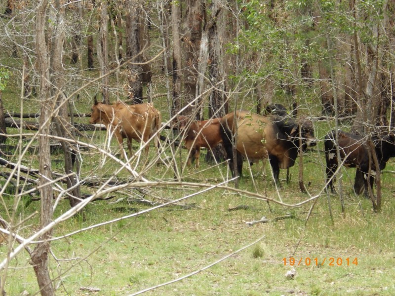 Mount Perry QLD 4671