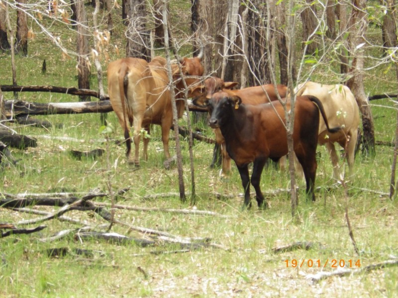 Mount Perry QLD 4671