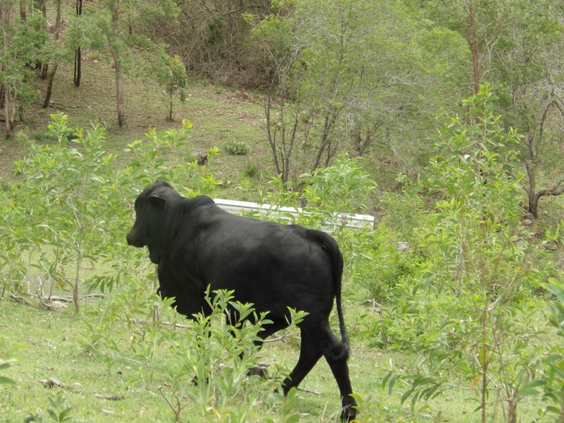 Mount Perry QLD 4671