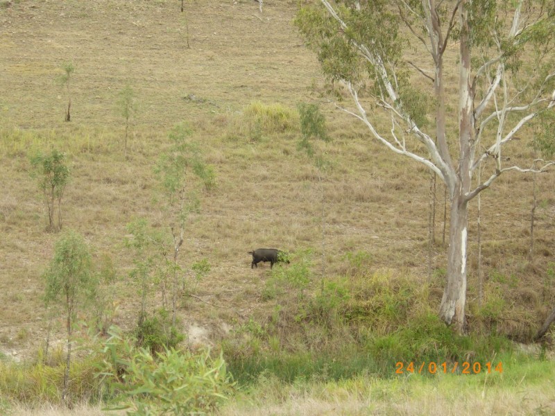 Mount Perry QLD 4671