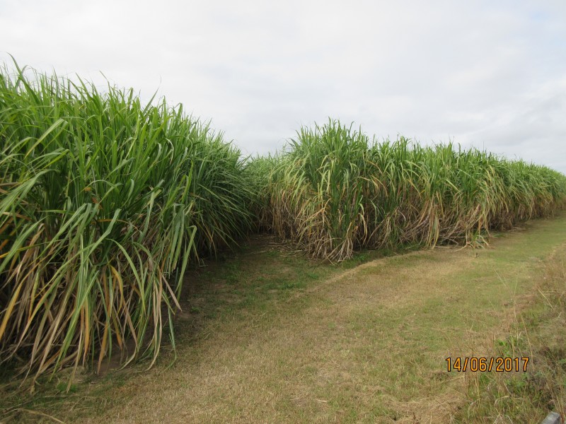 South Kolan QLD 4670