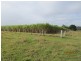 South Kolan QLD 4670