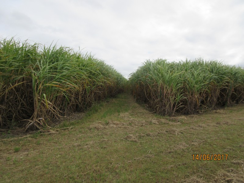 South Kolan QLD 4670