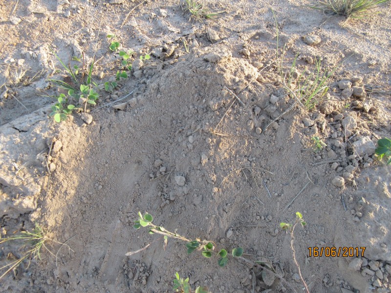 South Kolan QLD 4670