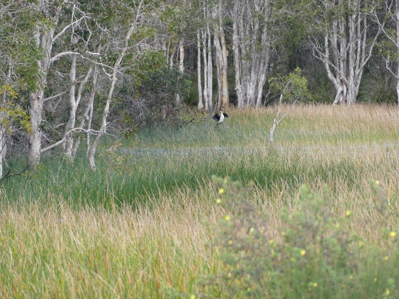 34 Rosella Dr, South Kolan QLD 4670