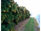 Alloway QLD 4670