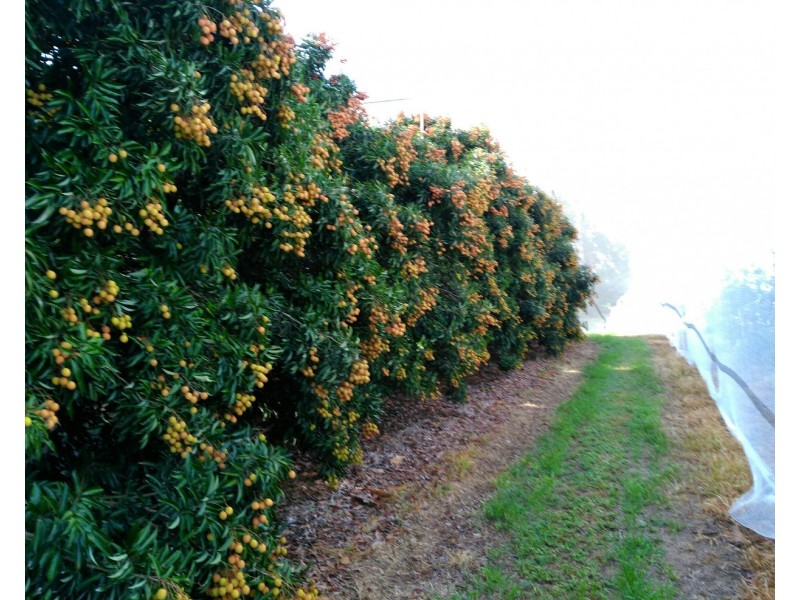 Alloway QLD 4670