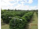 Alloway QLD 4670
