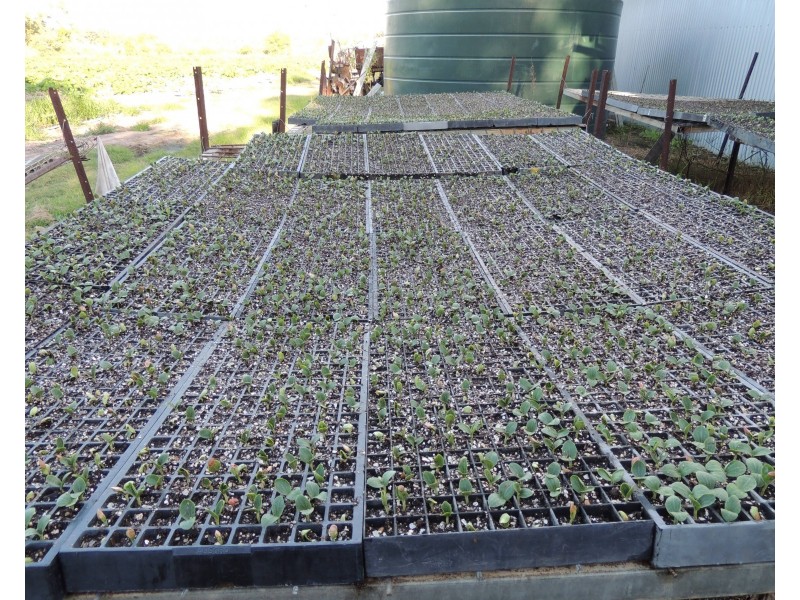 Bullyard QLD 4671