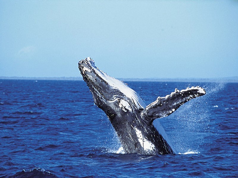 Hervey Bay QLD 4655