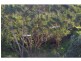 Nelson Bay NSW 2315