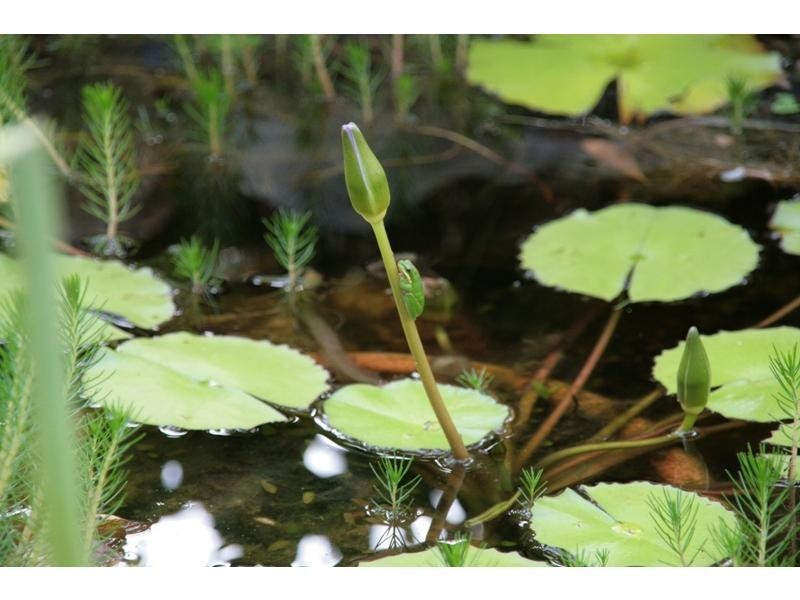 77 Hooper Crescent, Tewantin QLD 4565