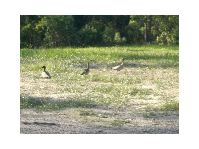 Lot 000 Romanda Place, Sunset Estate, Marsden QLD 4132