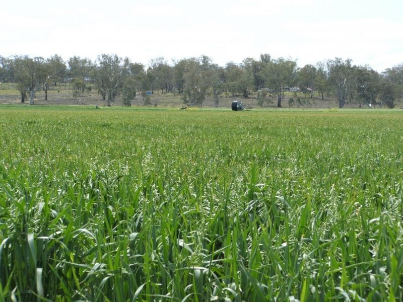 Pratten QLD 4370