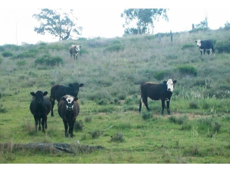 Karara QLD 4352
