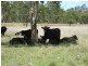Greymare QLD 4370