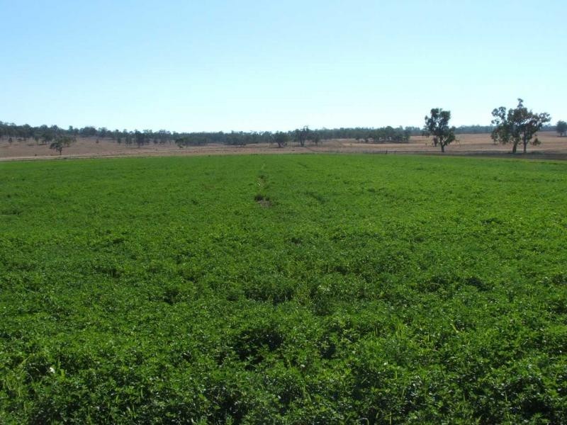 Warwick QLD 4370