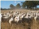Warwick QLD 4370