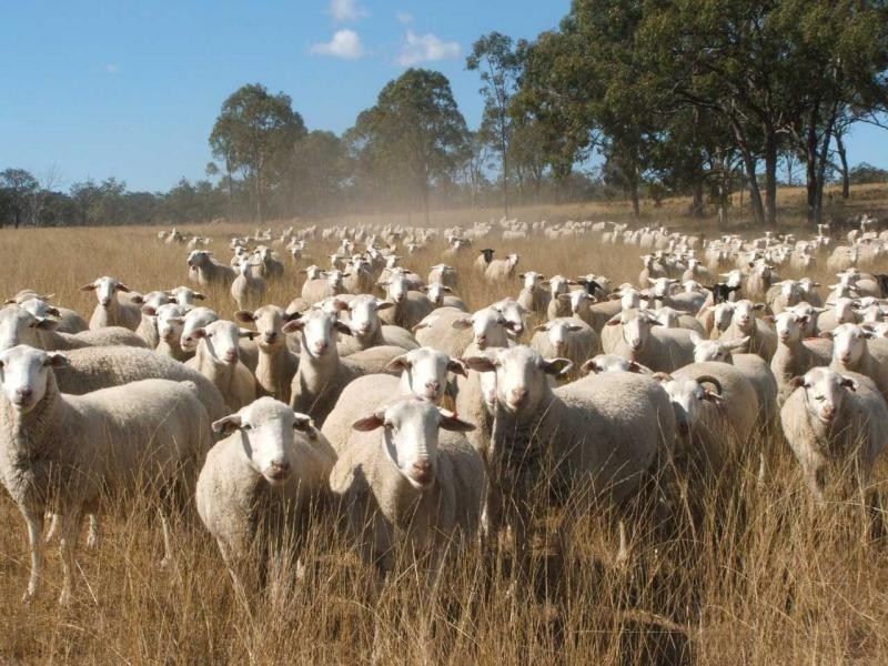 Warwick QLD 4370