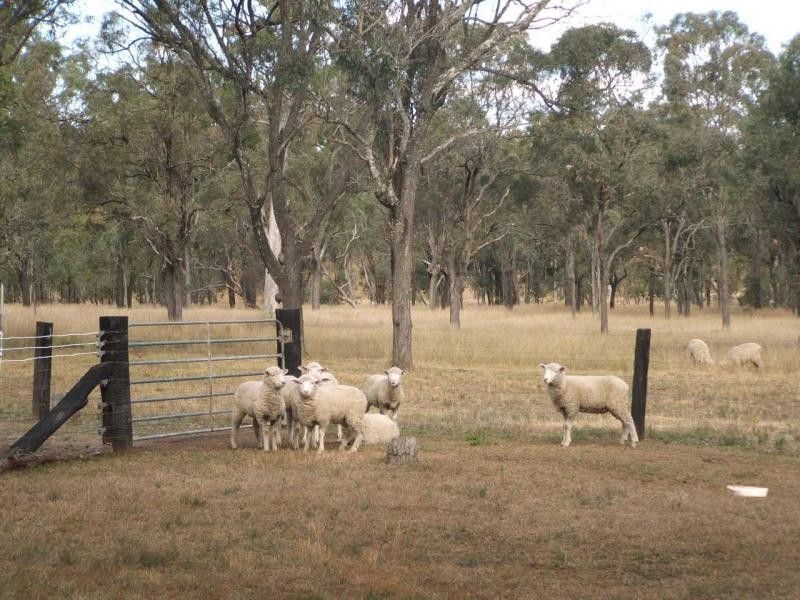 Warwick QLD 4370