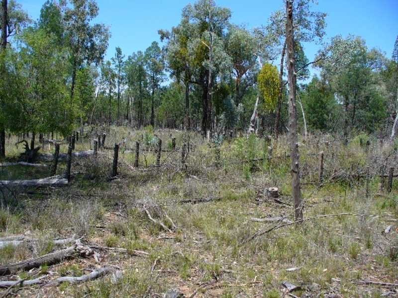 Texas NSW 4385