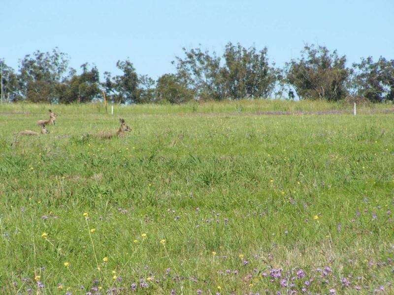 Warwick QLD 4370