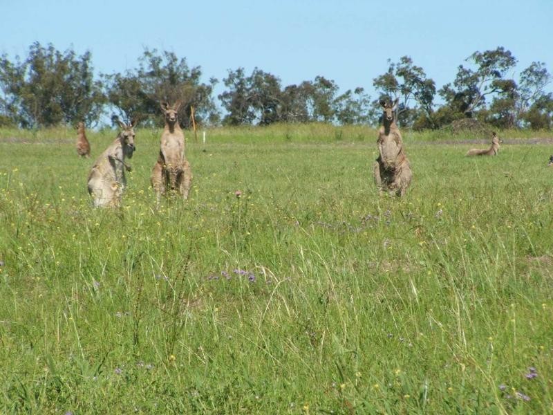 Warwick QLD 4370