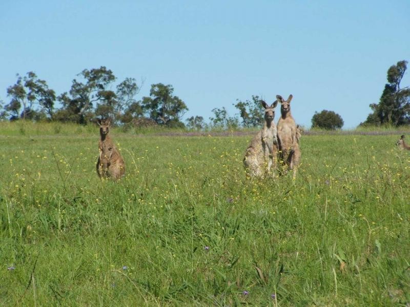 Warwick QLD 4370