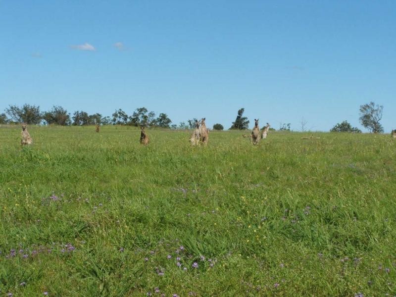 Warwick QLD 4370