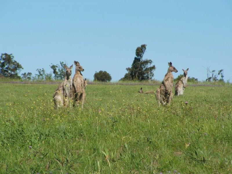 Warwick QLD 4370