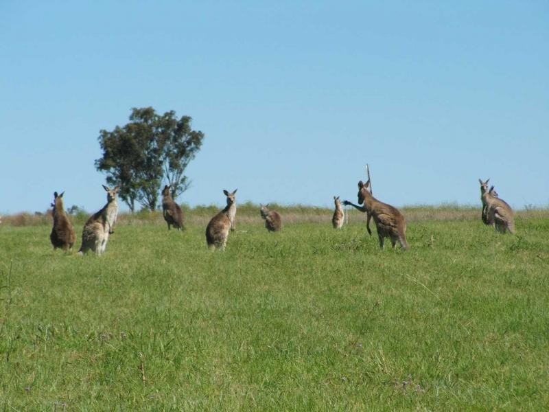 Warwick QLD 4370