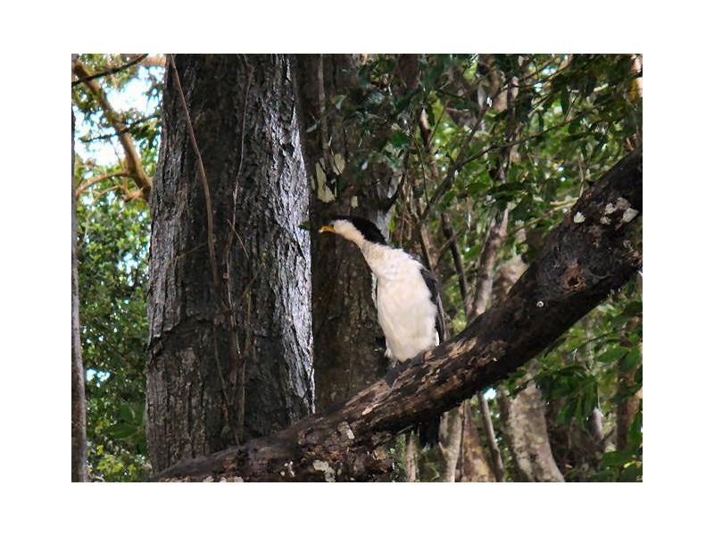 25 Billabong Place, Mapleton QLD 4560