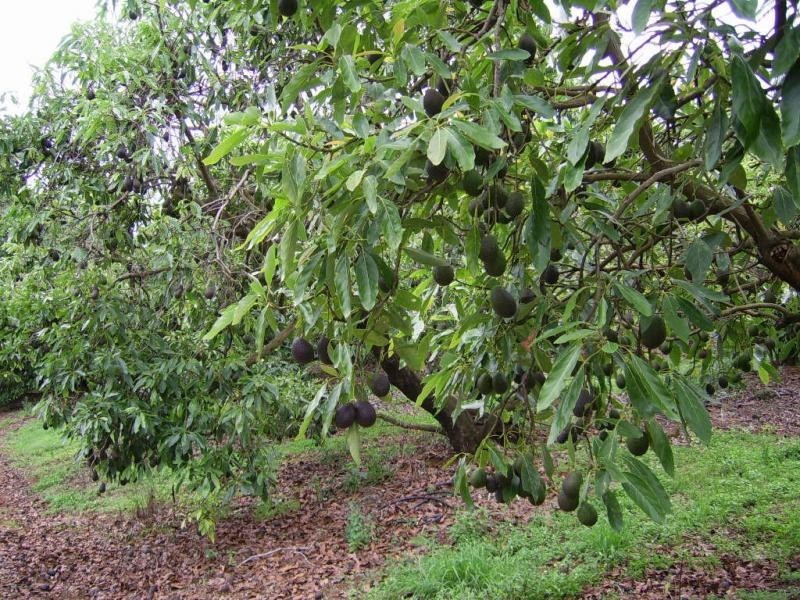 410 Flaxton Drive, Flaxton QLD 4560