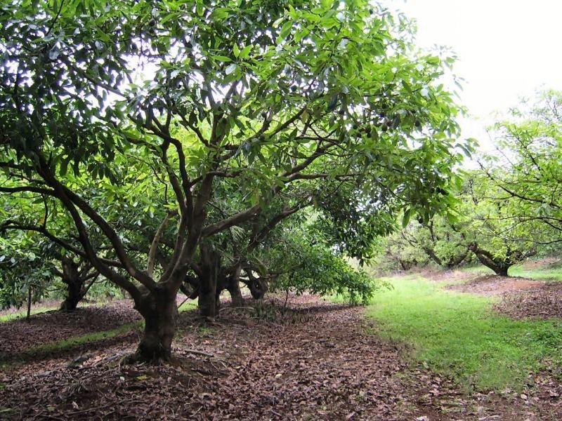 410 Flaxton Drive, Flaxton QLD 4560