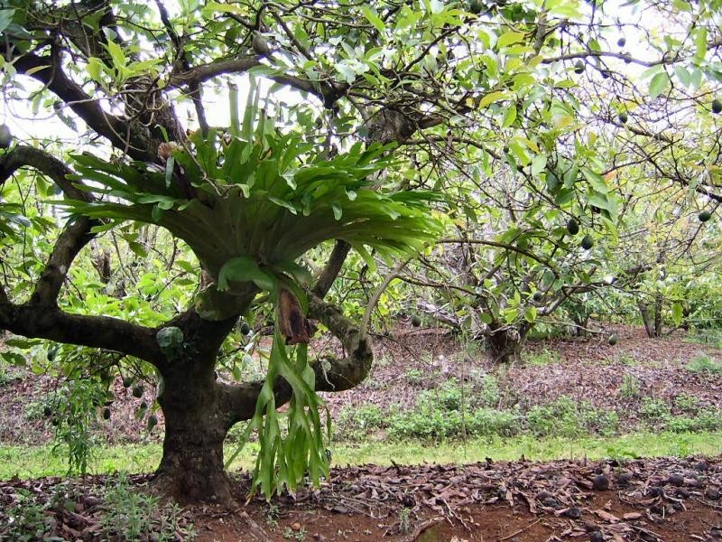 410 Flaxton Drive, Flaxton QLD 4560