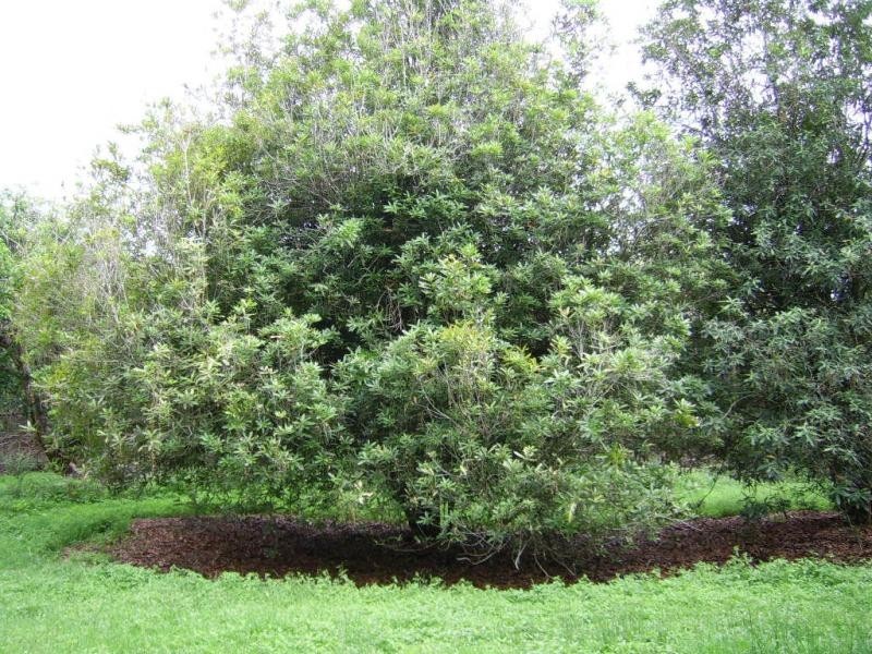 410 Flaxton Drive, Flaxton QLD 4560