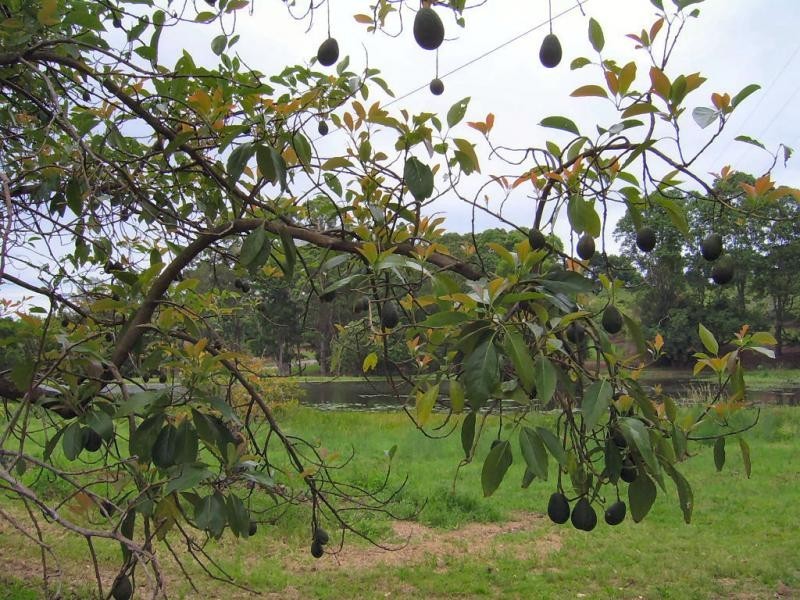 410 Flaxton Drive, Flaxton QLD 4560