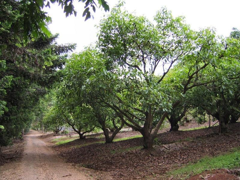 410 Flaxton Drive, Flaxton QLD 4560